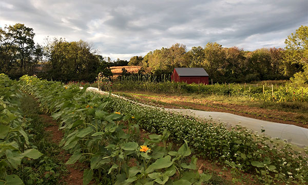 Rusthon Farm